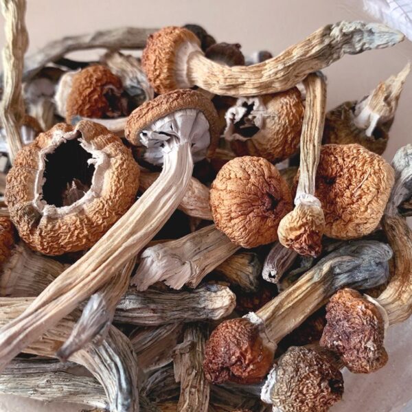 Buy Bachlors Cap Mushrooms for sale