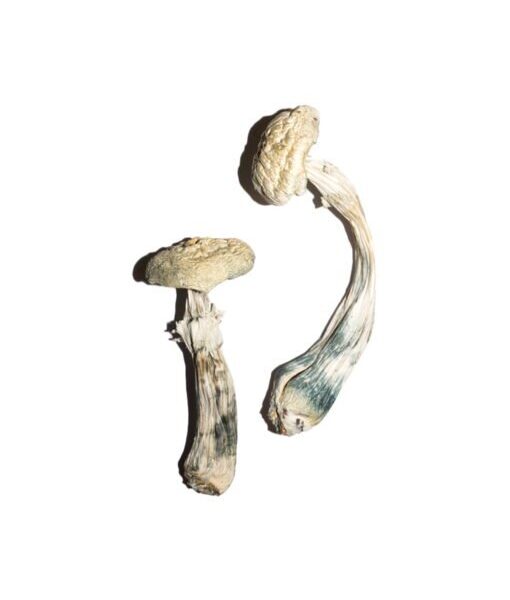 Buy White Albino Avery Mushrooms