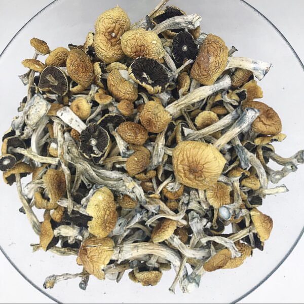 B+ Magic Mushrooms online