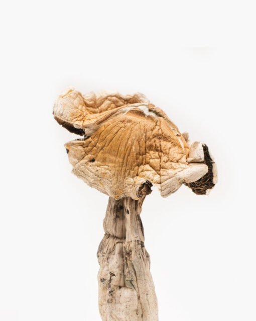 Buy Amazonian Magic Mushroom