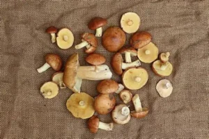 Buy Top Quality Canned Suillus Granulatus Mushroom