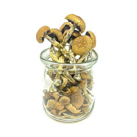 Buy Tri-Colour Ecuadorian Magic Mushroom