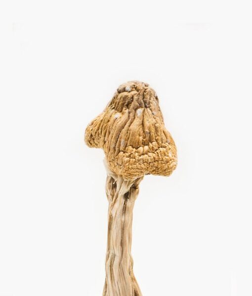 Buy Tri-Colour Ecuadorian Magic Mushroom