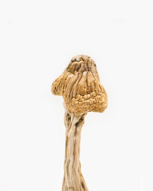 Buy Tri-Colour Ecuadorian Magic Mushroom