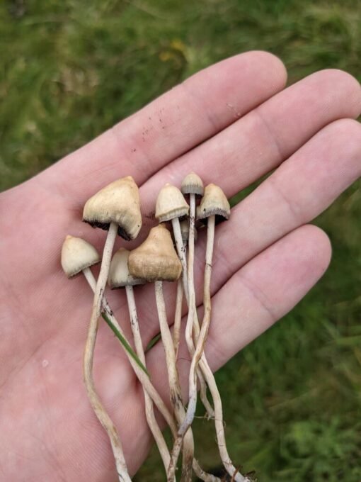 Buy liberty cap mushroom online