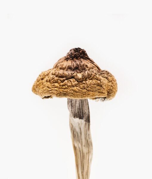 B+ Magic Mushrooms online