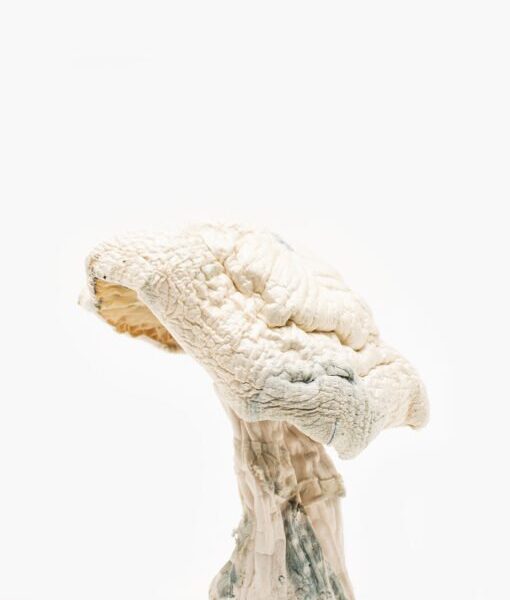 Buy Avery’s Albino Magic Mushrooms