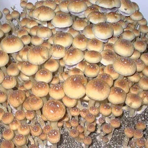 Creeper Magic Mushrooms