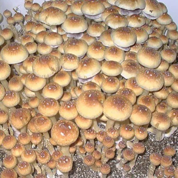 Creeper Magic Mushrooms